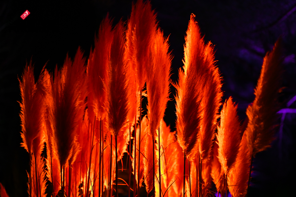 Diese Farben Im Palmengarten Frankfurt Sind Wie Balsam Fur Die Seele