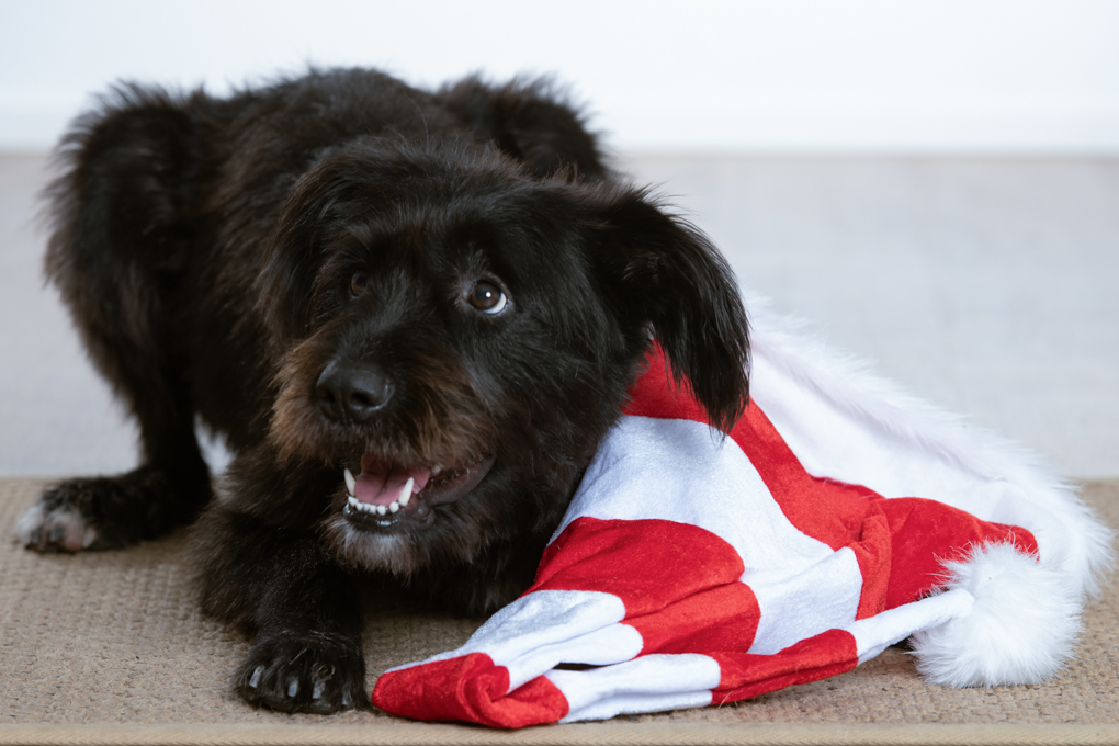 Termine für Mensch und Hund